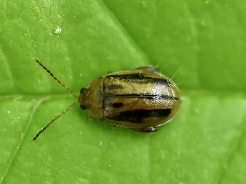 Capraita subvittata