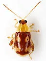 Capraita suturalis - photo 2