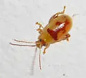 Capraita suturalis - photo 3