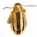 Capraita texana - Capraita texana