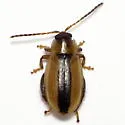 Capraita texana - photo 2