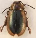 Capraita thyamoides
