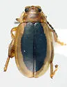 Capraita thyamoides - photo 2
