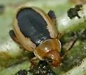 Capraita thyamoides - photo 4
