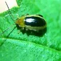 Capraita thyamoides - photo 5