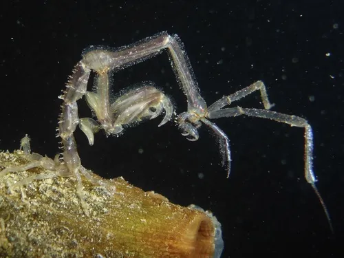Japanese Skeleton Shrimp