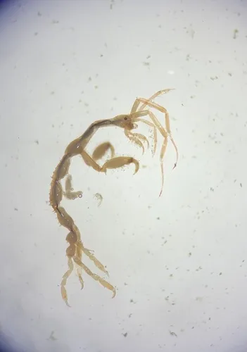 Japanese Skeleton Shrimp - photo 4