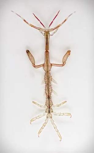 Japanese Skeleton Shrimp - photo 5