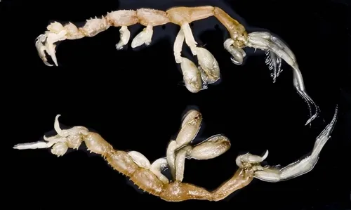 Japanese Skeleton Shrimp - photo 6