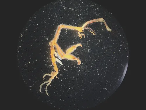 Japanese Skeleton Shrimp - photo 7