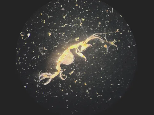 Japanese Skeleton Shrimp - photo 8