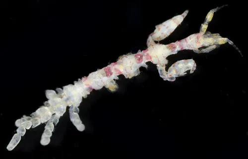 Caprella verrucosa