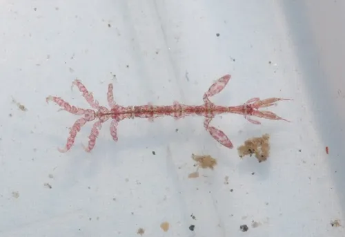 Caprella verrucosa - photo 5