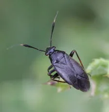 Capsus ater