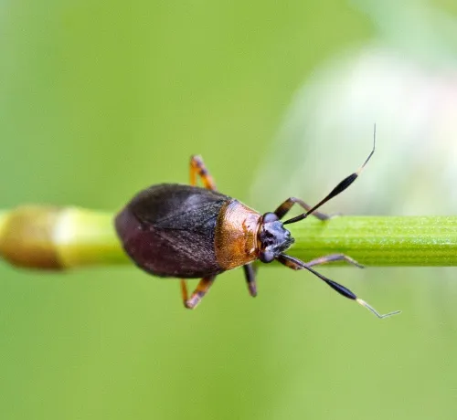 Capsus ater - photo 2
