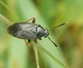Capsus ater - photo 3