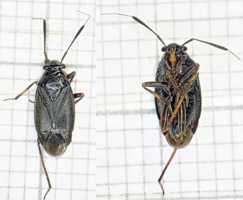Capsus ater - photo 4