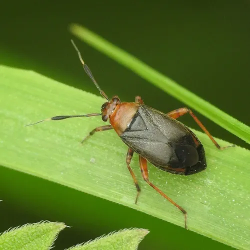 Capsus ater - photo 5
