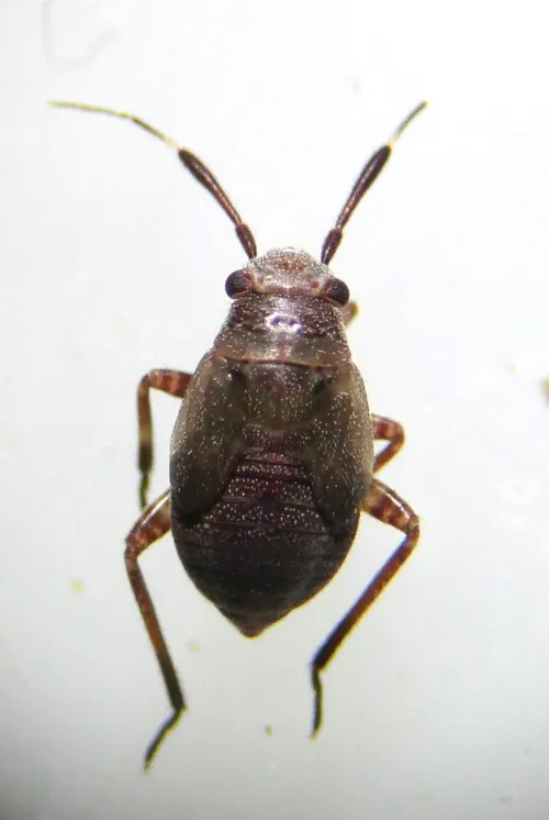 Capsus ater - photo 6