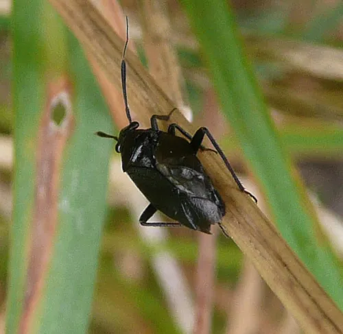 Capsus ater - photo 7