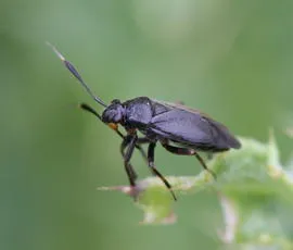 Capsus ater - photo 8