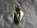 Capsus cinctus - Capsus cinctus