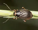 Capsus cinctus - photo 4