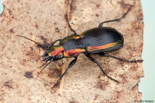 Ground Beetles - photo 2