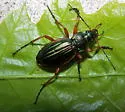 Carabus auratus - photo 2