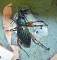Carabus auratus - photo 3