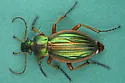 Carabus auratus - photo 4