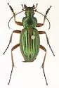 Carabus auratus - photo 5