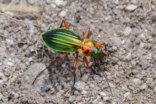 Carabus auronitens