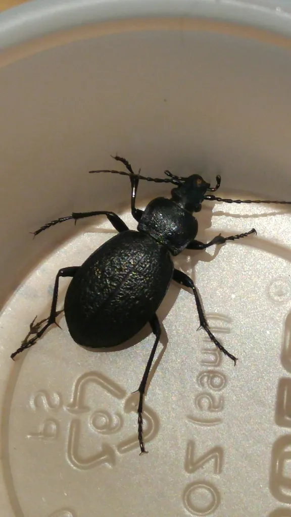 Carabus chamissonis