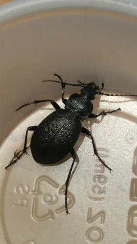 Carabus chamissonis - photo 2