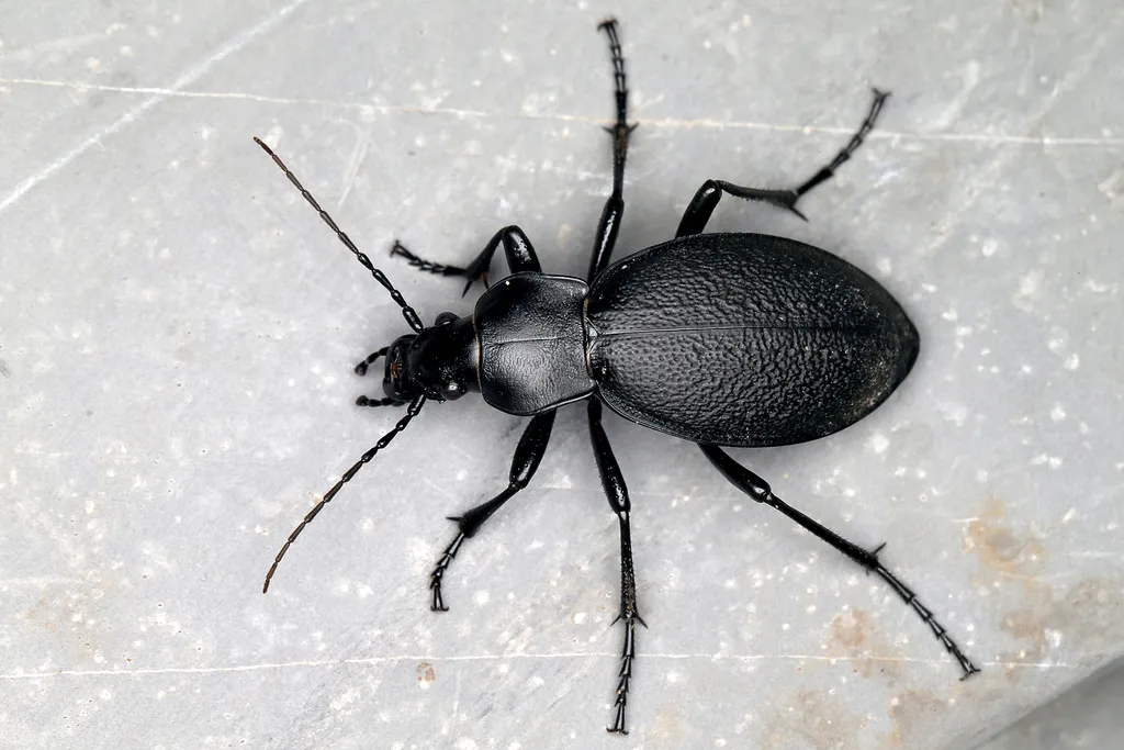 Leather Beetle - photo 2