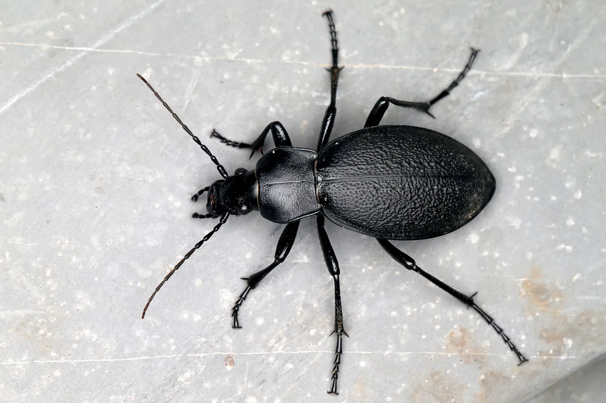 Leather Beetle - photo 3