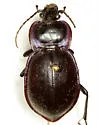 Carabus finitimus