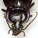 Carabus finitimus - photo 2