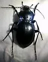 Carabus finitimus - photo 3