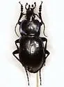 Carabus finitimus - photo 4