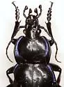 Carabus finitimus - photo 5