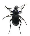 Carabus forreri