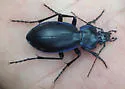 Carabus forreri - photo 2