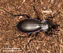 Carabus forreri - photo 3