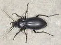 Carabus forreri - photo 4