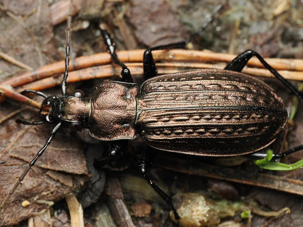 Carabus granulatus - photo 2