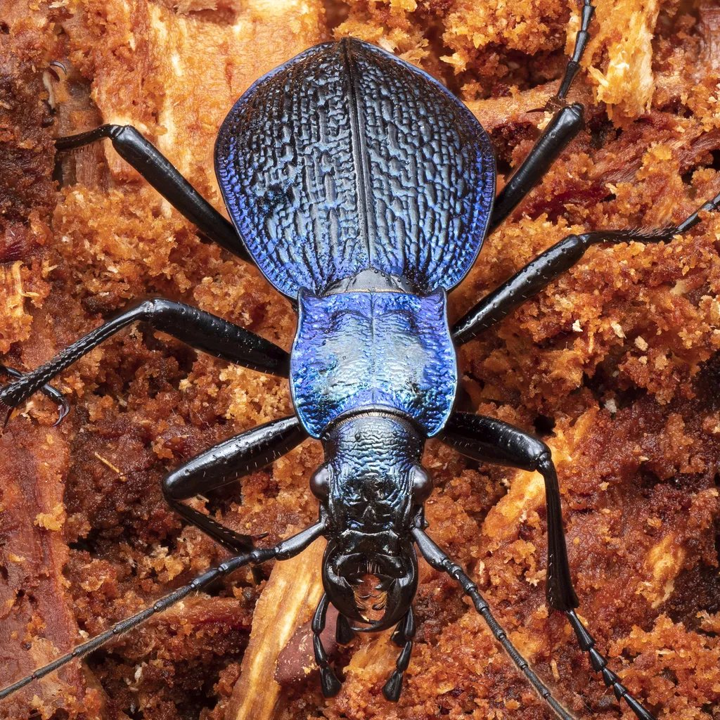 Blue Ground Beetle - photo 2
