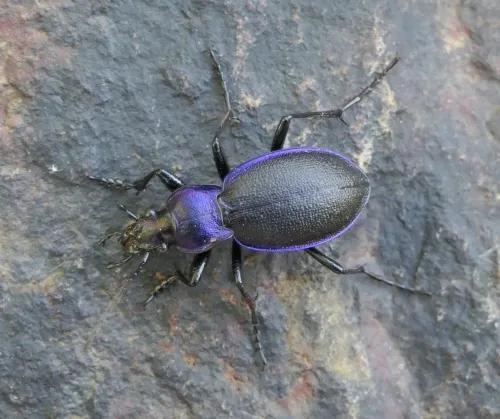 Carabus problematicus - photo 2