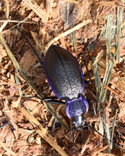 Carabus problematicus - photo 3